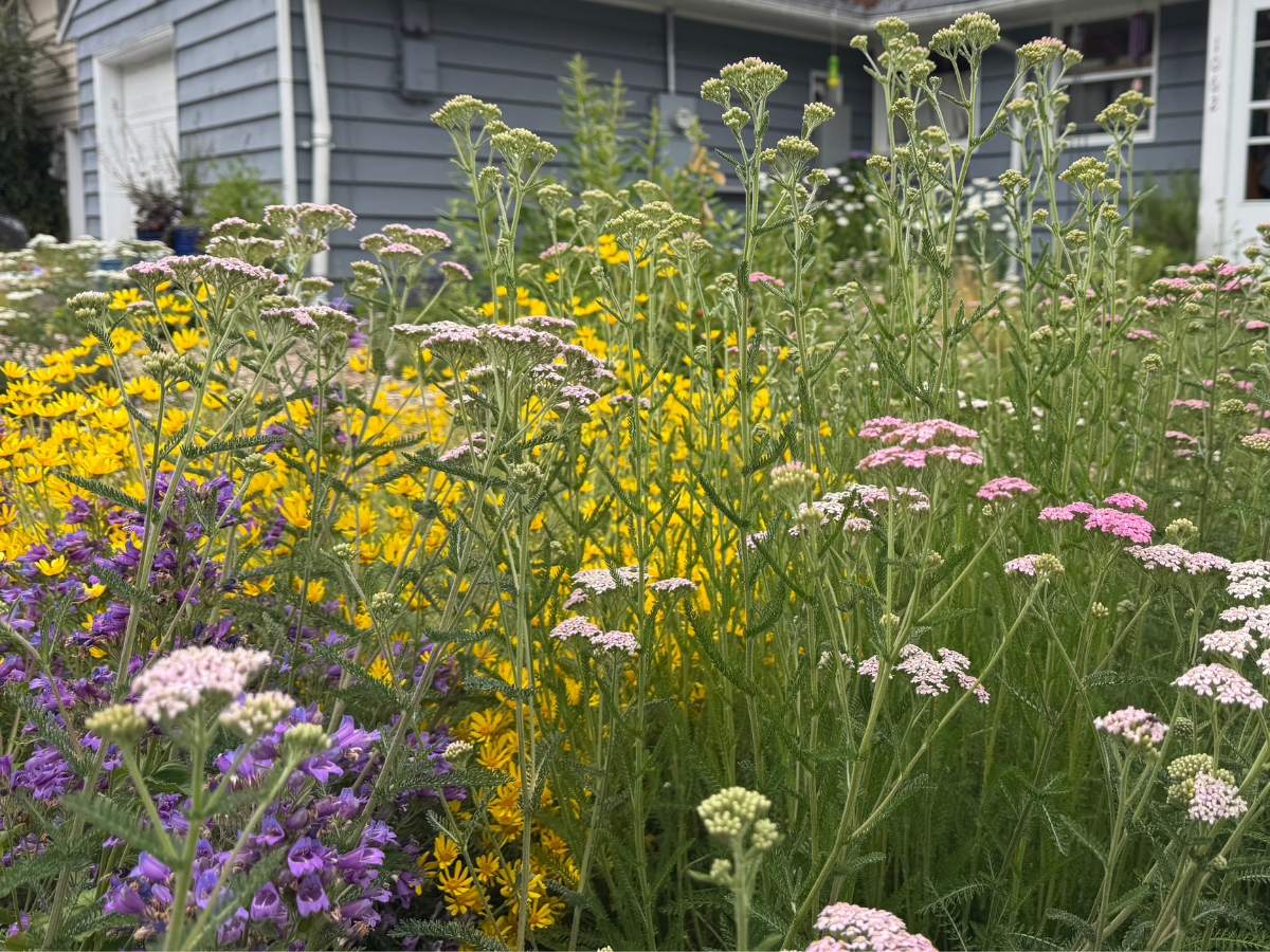 pollinator garden