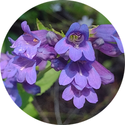 penstemon